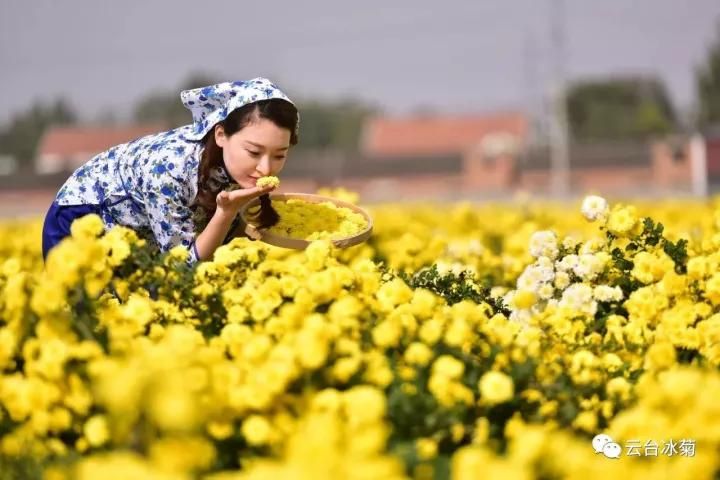 云臺冰菊基地發(fā)生了什么？一批批領導專家團隊前來！
