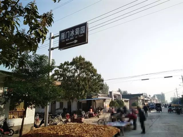如何找到云臺冰菊？怎樣找到云臺冰菊？